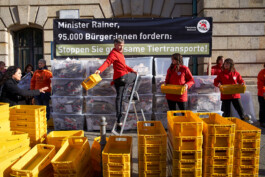 Aktivist:innen von Vier Pfoten / Four Paws packen unterschriebene Postkarten von Postkisten in Klarsichtkisten um. Im Hintergrund ist ein Plakat gegen Tiertransporte.