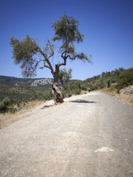 Refugee Camp Moria, Lesbos Lesvos Griechenland Anne Barth, Weg zum Camp, Baum, triste Landschaft
