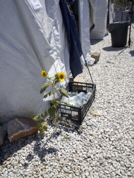 Refugee Camp Moria, Lesbos Lesvos Griechenland Anne Barth Detail, Sonneblumen vor eine Zelt