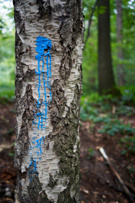 Performance, blaue Farbe am Baumstamm, Anne Barth