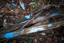 Performance, Farbkleckse im Unterholz, Anne Barth